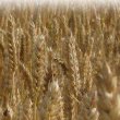 cropped-cropped-wheat_harvest-e1395107612923.jpg